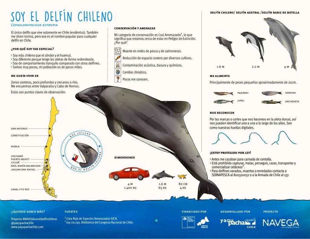 infografia delfin