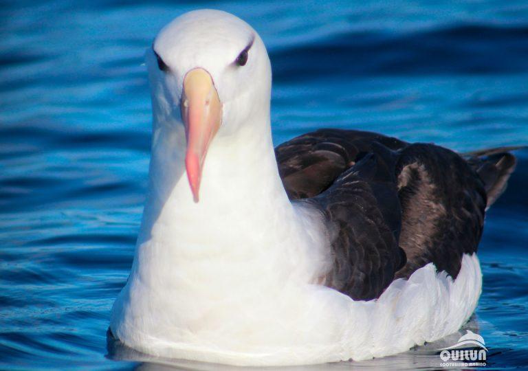 foto albatros de ceja negra