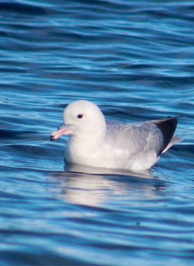 petrel plateado