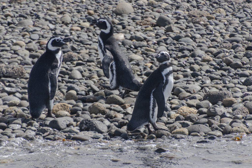PINGUINO DE MAGALLANES